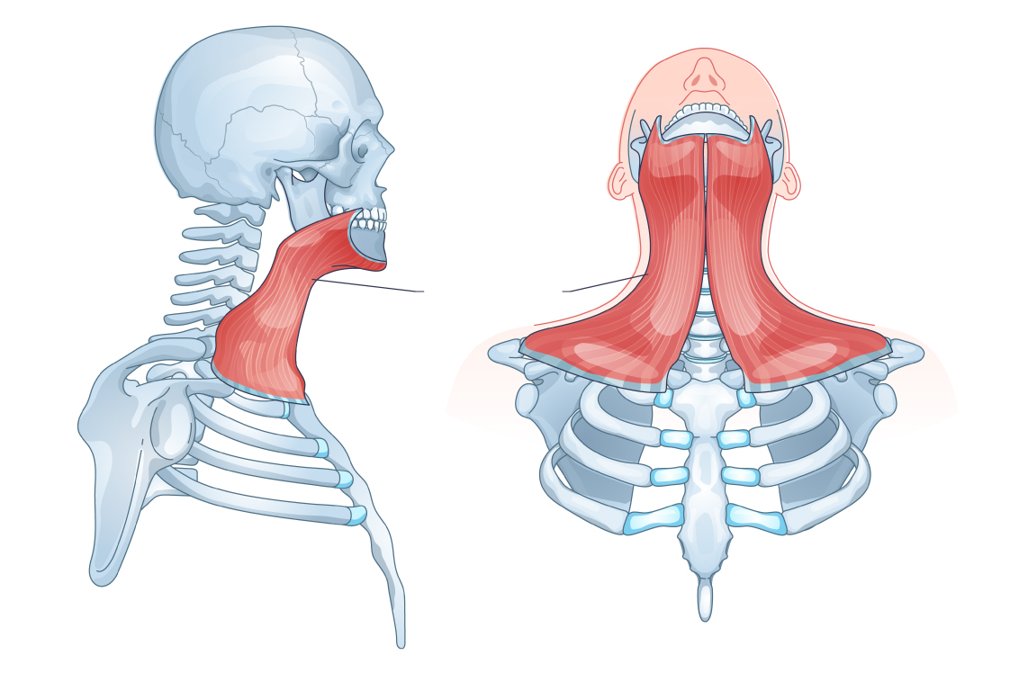 広頸筋：顔と胸元の美を支える筋肉